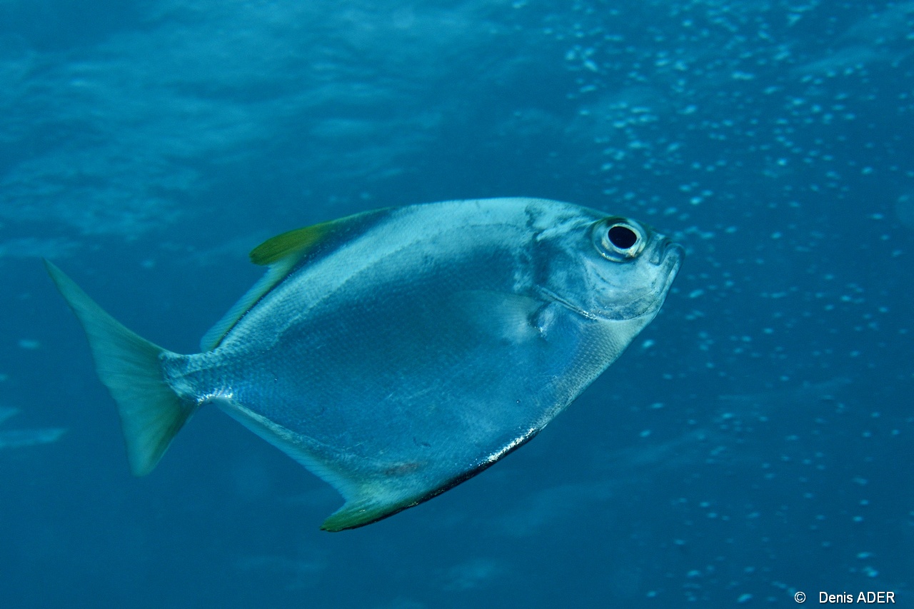 Monodactylus argenteus breton-Mahe Anse du riz-7m-20190609-Denis-ADER-DSC_8172_tn.jpg